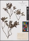 Foto von Salix aurita L. x Salix repens L.